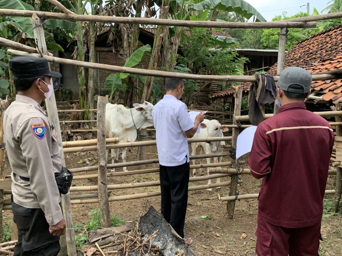 Vaksin Ternak Sapi, Cegah Penyakit Mulut dan Kuku