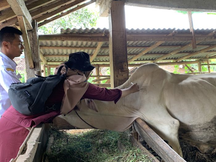 Vaksin Ternak Sapi, Cegah Penyakit Mulut dan Kuku 01